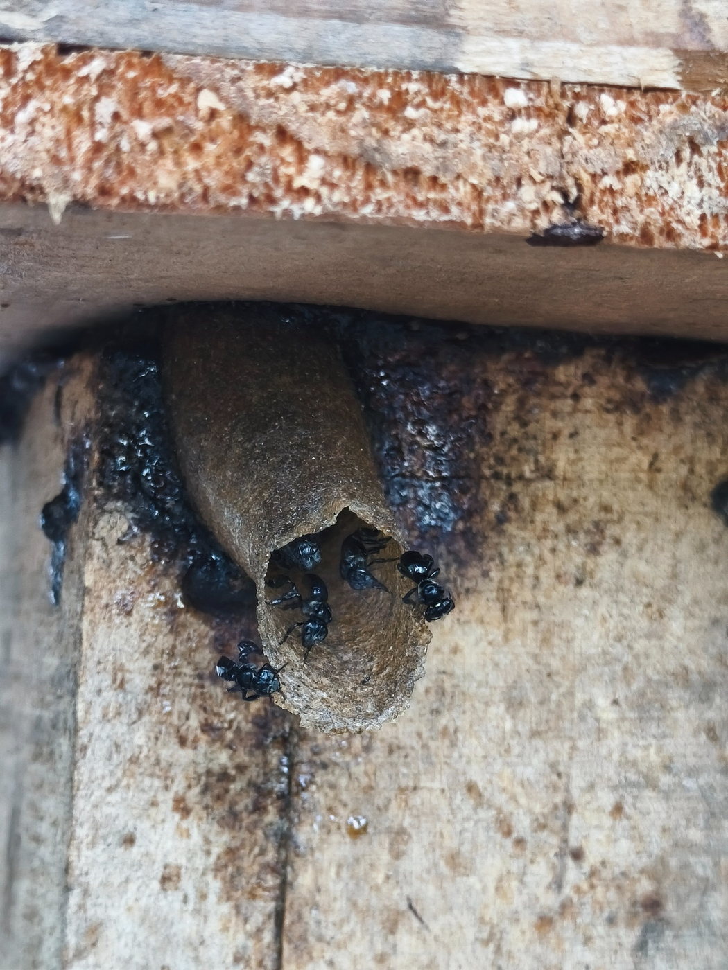 Lebah di pintu masuk sarang kelulut